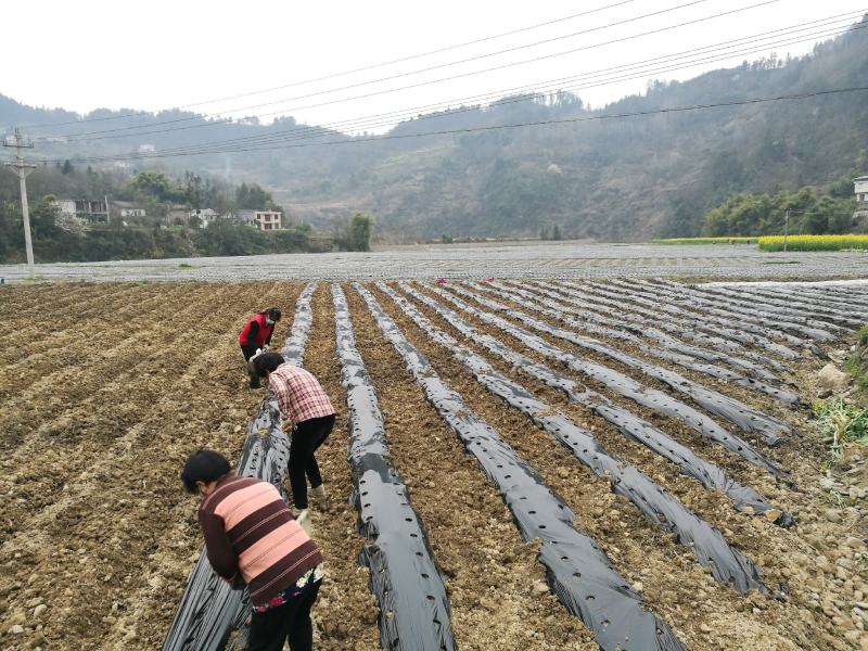 恩施土豆，恩施硒土豆，高山小土豆，地标产品，新鲜产地直发