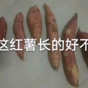 西瓜红红薯，烤红薯型红薯，口感颜色，甜度超好。