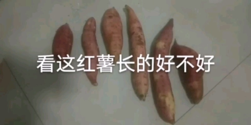 西瓜红红薯，烤红薯型红薯，口感颜色，甜度超好。