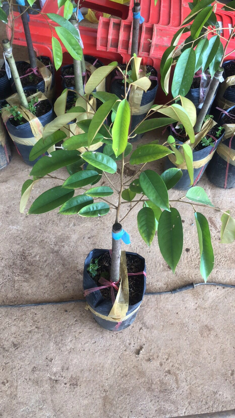 黑刺榴莲苗进口嫁接正品（带土带叶顺丰快运发货假一赔十