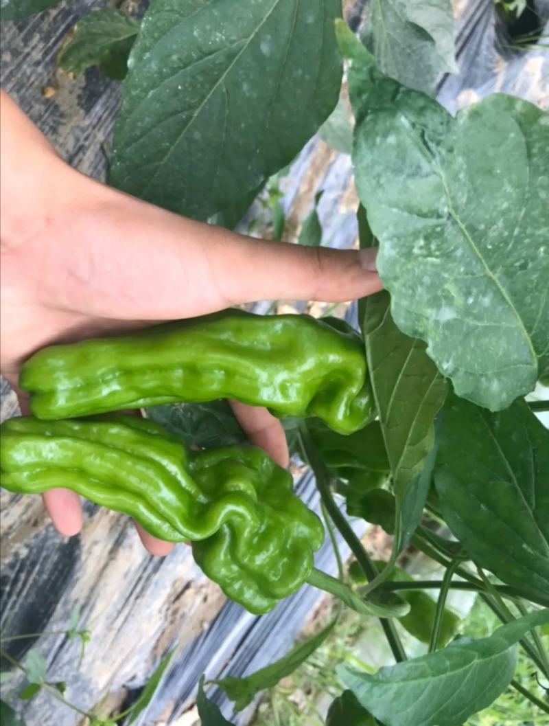 鲜辣椒薄皮椒大量上市产地直供万亩基地种植保质保量欢迎选购