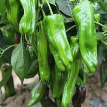 鲜辣椒薄皮椒大量上市产地直供万亩基地种植保质保量欢迎选购