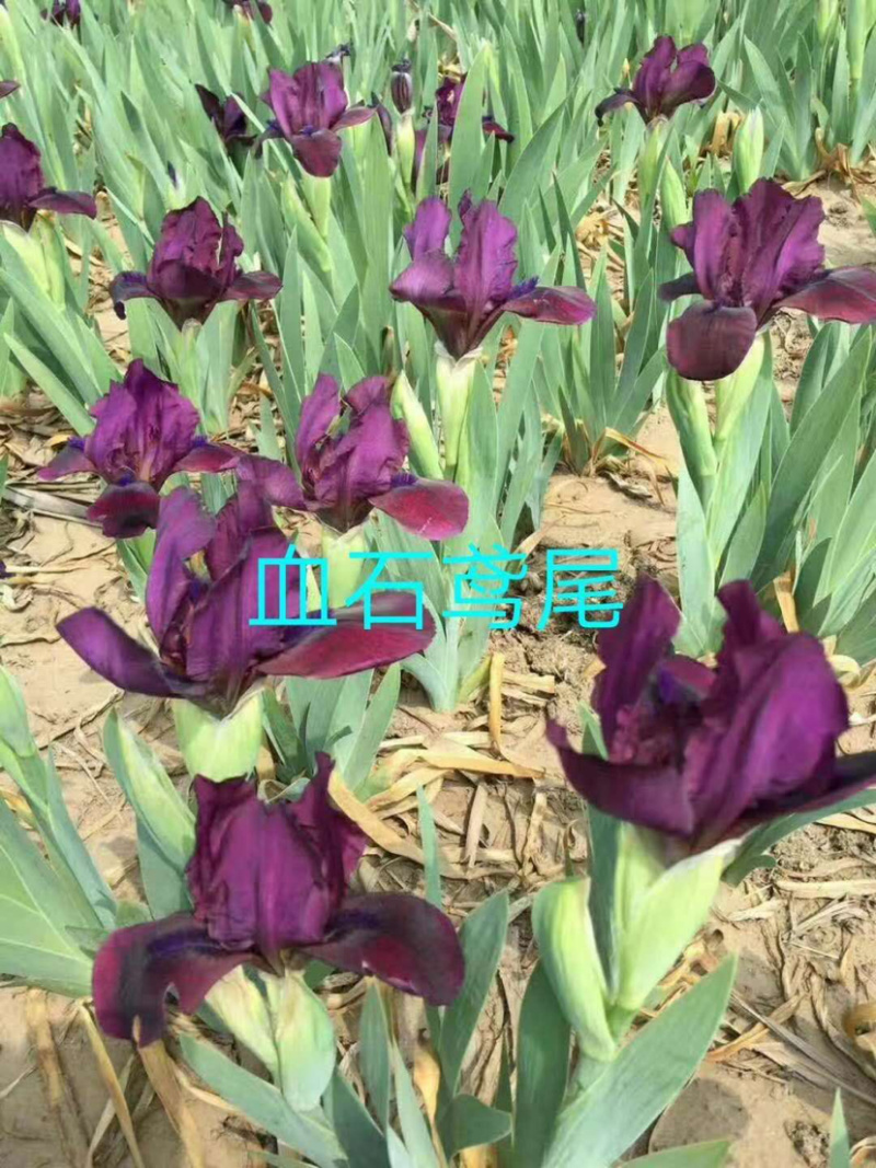 血石鸢尾。直产直销批发价格