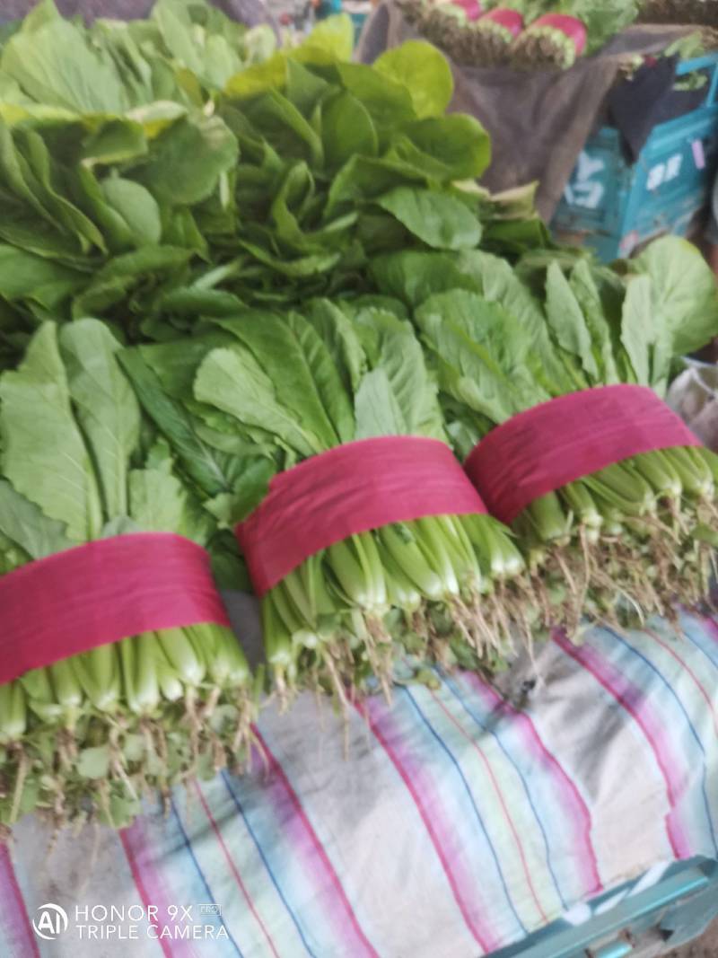 优质小白菜，量大，价格合理，无黄叶，有市场采购员速电