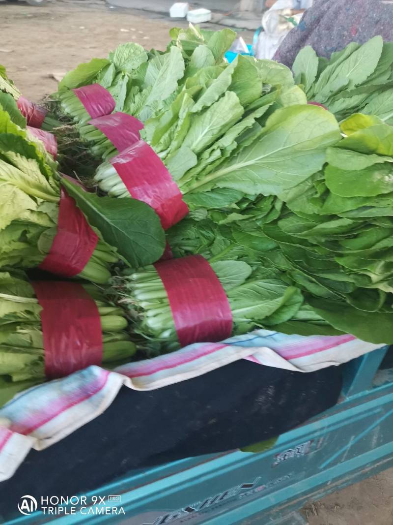 优质小白菜，量大，价格合理，无黄叶，有市场采购员速电