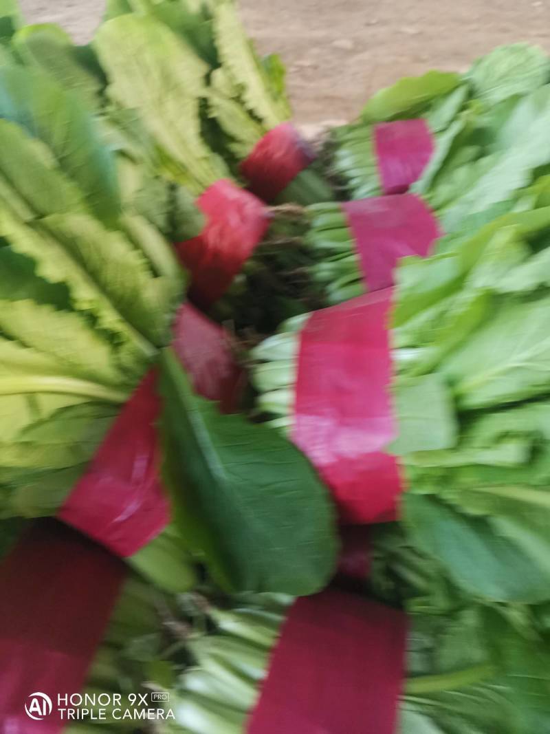 优质小白菜，量大，价格合理，无黄叶，有市场采购员速电