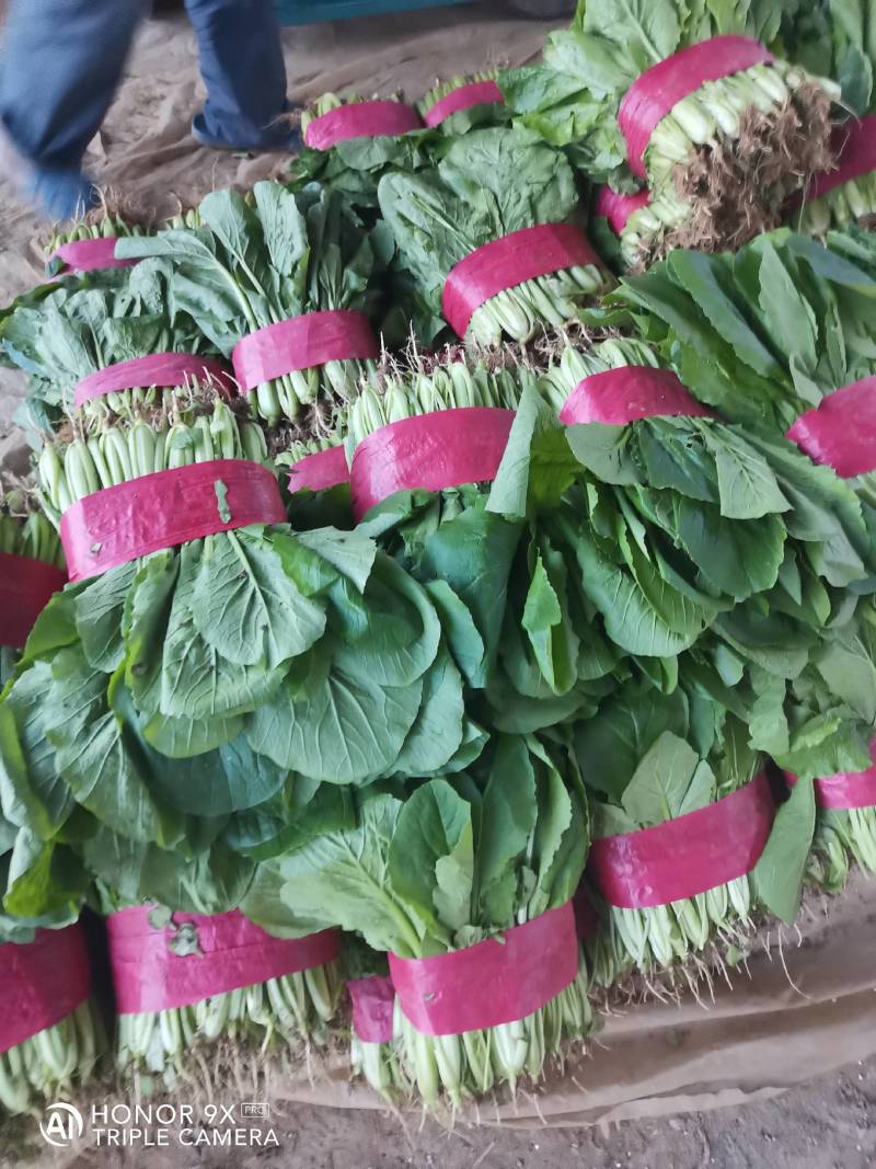 优质小白菜，量大，价格合理，无黄叶，有市场采购员速电
