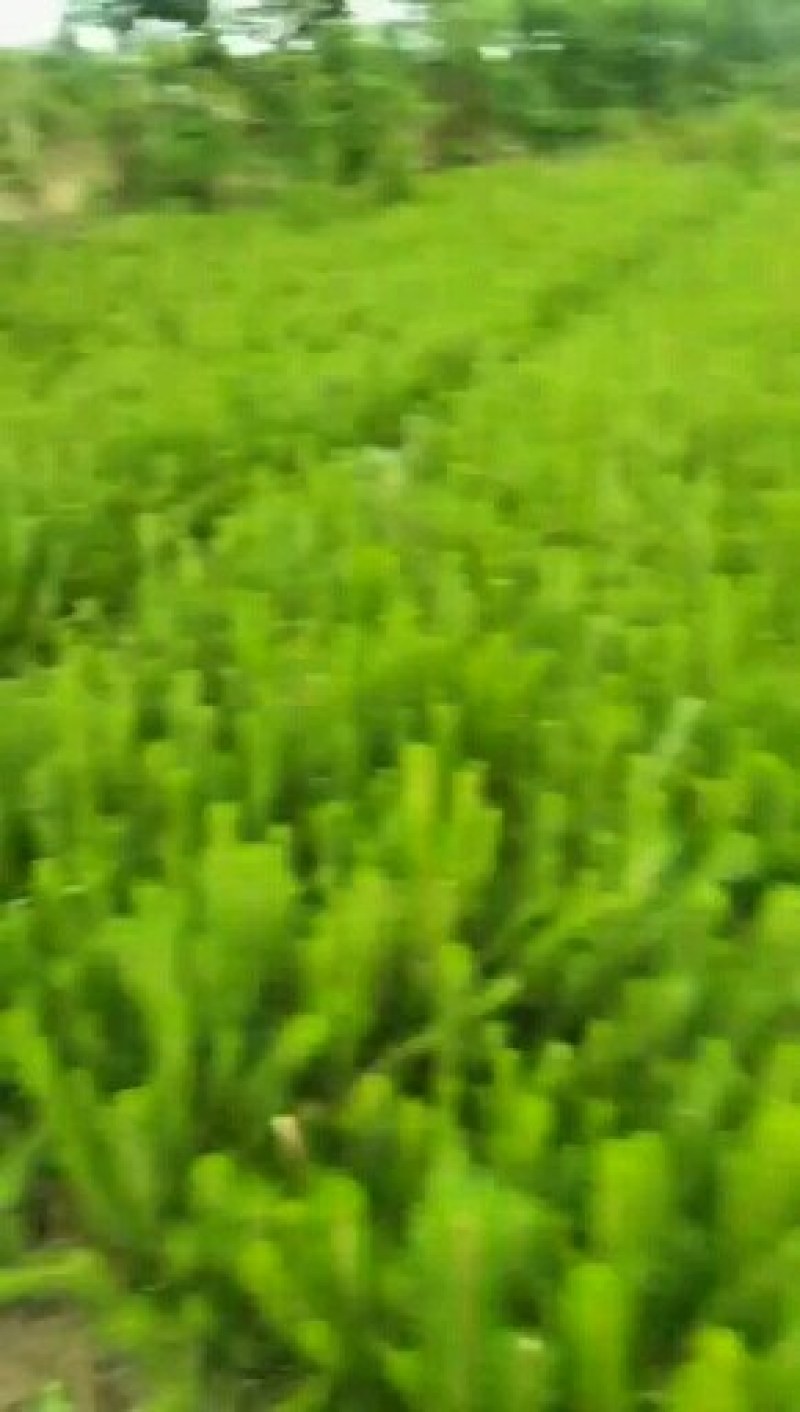 精品油松三十公分至八十公分营养袋油松质量有保障可视频看货