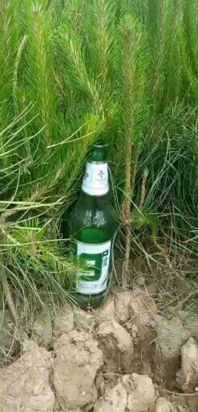 精品油松三十公分至八十公分营养袋油松质量有保障可视频看货