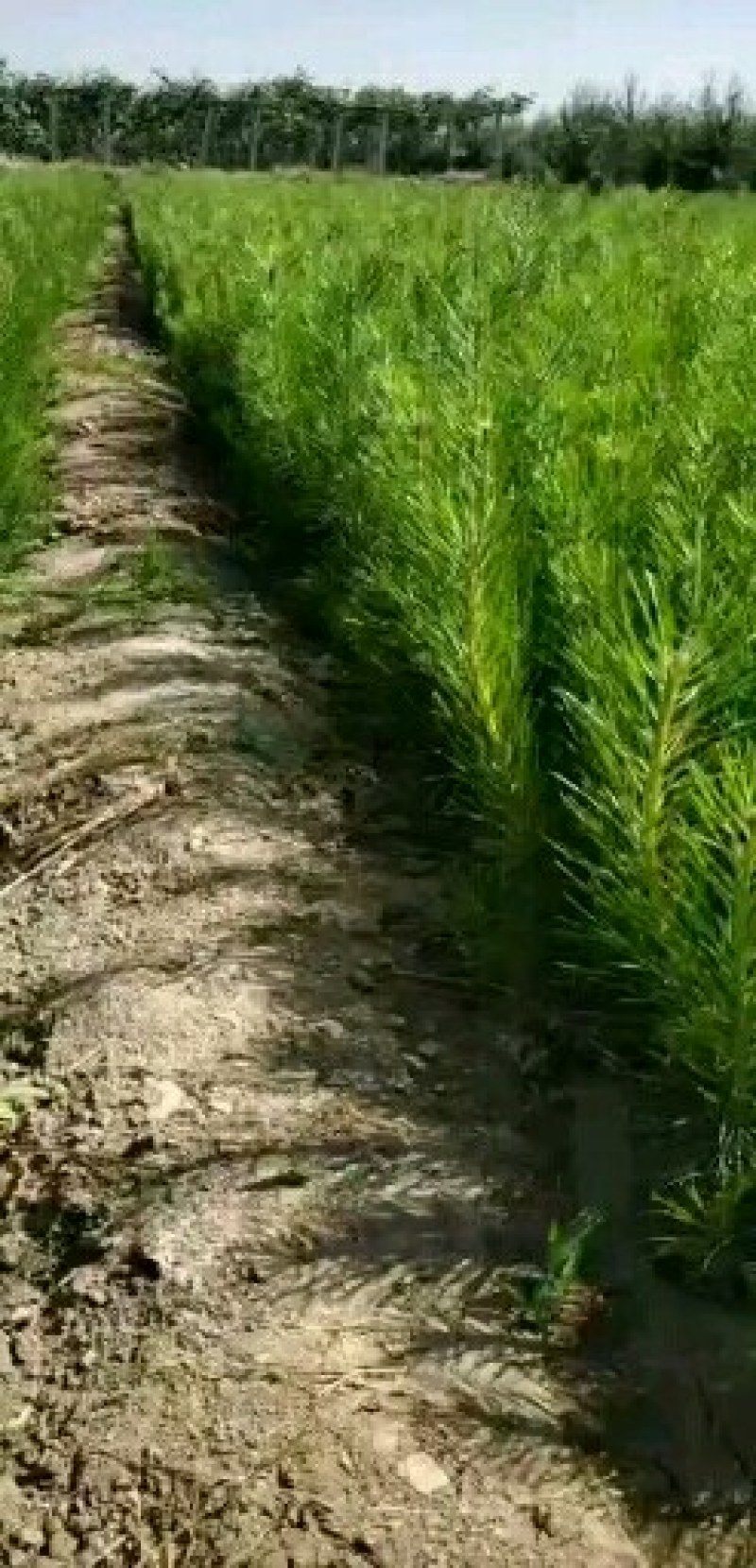 精品油松三十公分至八十公分营养袋油松质量有保障可视频看货