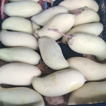 云南镇沅晚熟芒果糖分高口感好量大从优可视频看货