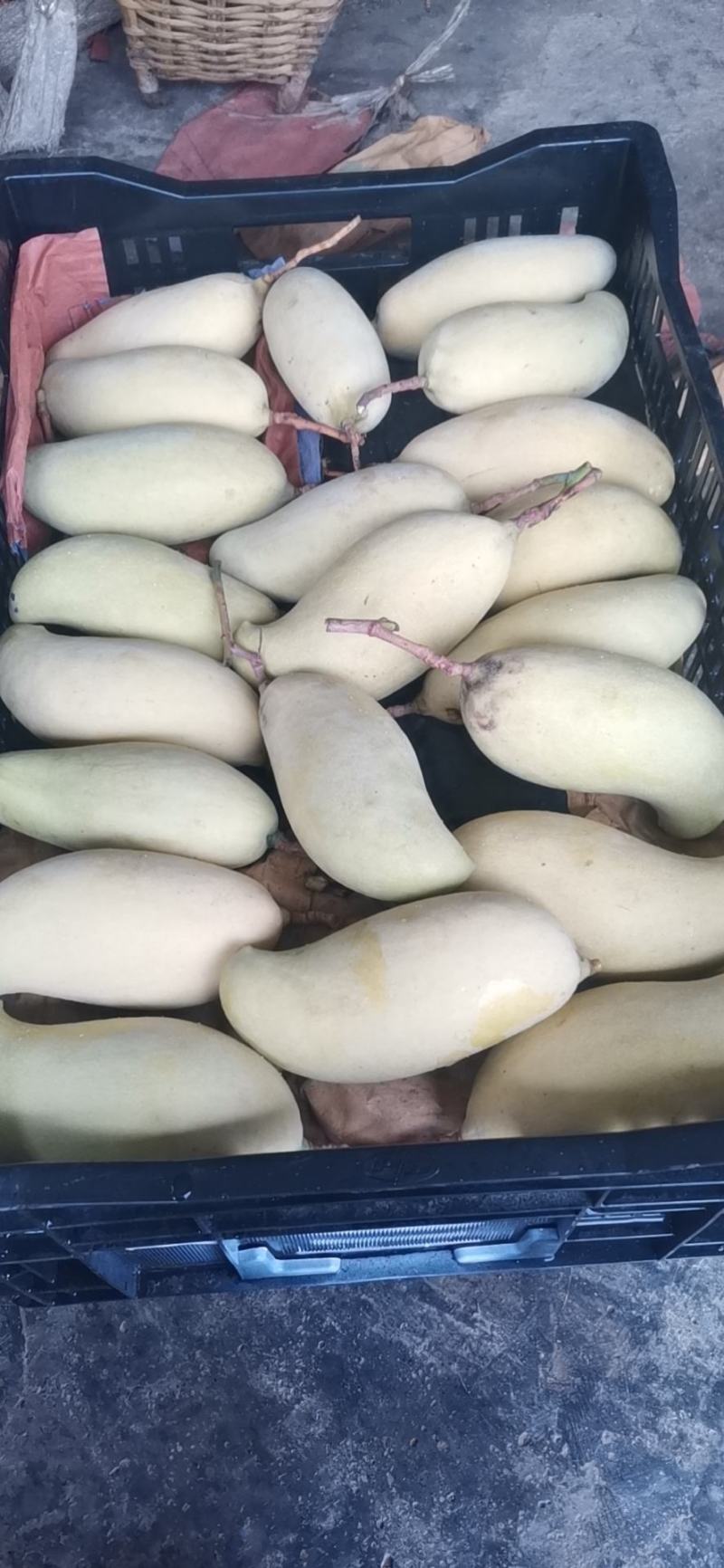 云南镇沅晚熟芒果糖分高口感好量大从优可视频看货