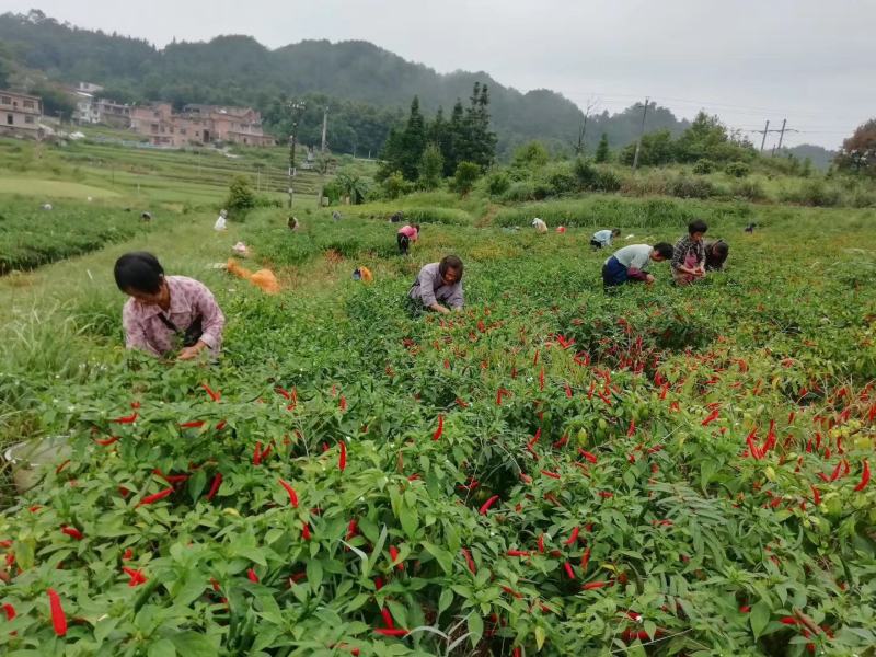 贵州朝天椒盛世二号艳大量上市合作社直供鲜红香辣，产地价格