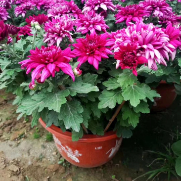 菊花,大菊花,国庆菊菊花造型,九月菊,颜色多