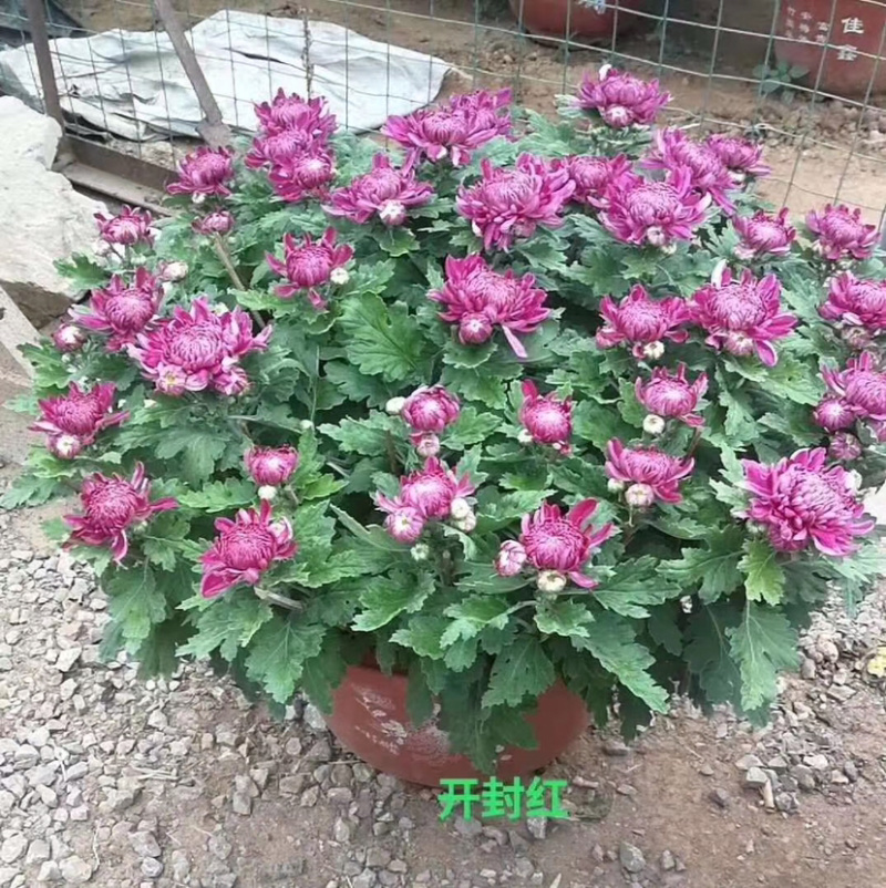 菊花，大菊花，国庆菊菊花造型，九月菊，颜色多