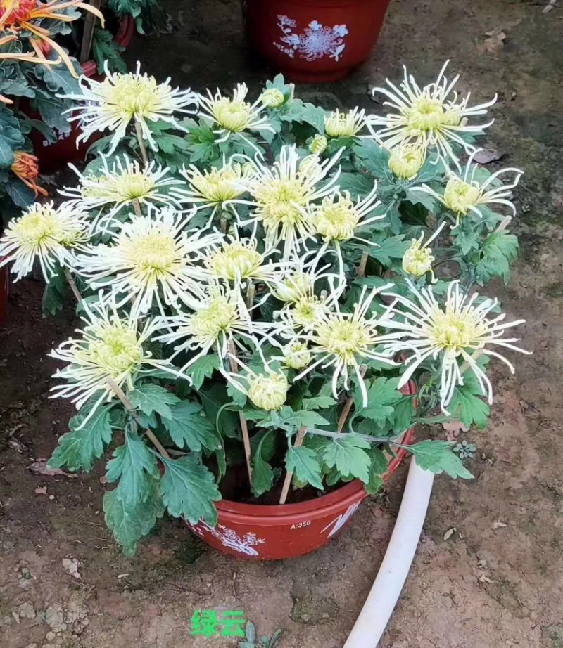 菊花，大菊花，国庆菊菊花造型，九月菊，颜色多