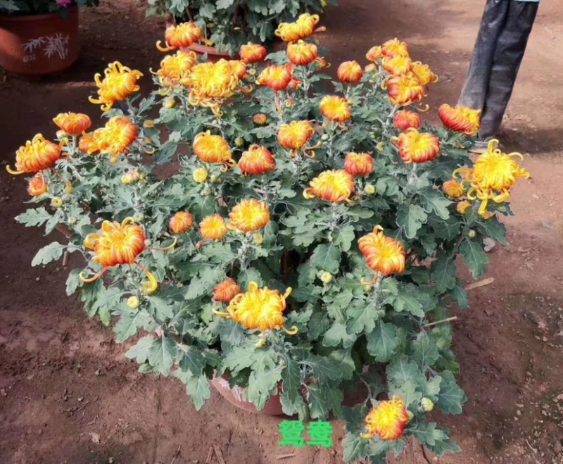 菊花，大菊花，国庆菊菊花造型，九月菊，颜色多