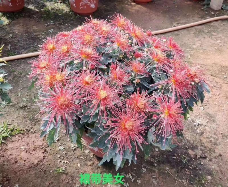 菊花，大菊花，国庆菊菊花造型，九月菊，颜色多
