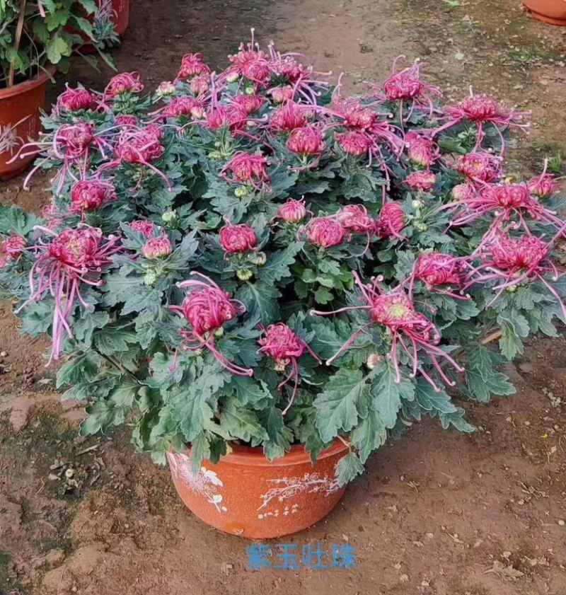菊花，大菊花，国庆菊菊花造型，九月菊，颜色多