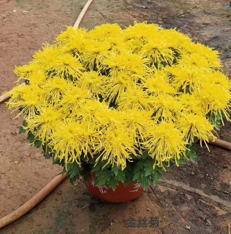 菊花，大菊花，国庆菊菊花造型，九月菊，颜色多