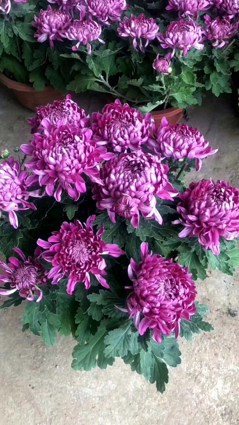 菊花，大菊花，国庆菊菊花造型，九月菊，颜色多