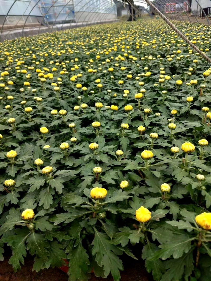 菊花，大菊花，国庆菊菊花造型，九月菊，颜色多
