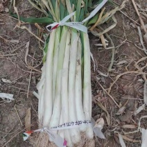 万荣长白大葱（净葱，毛葱）大量上市，欢迎新老客户前来订购