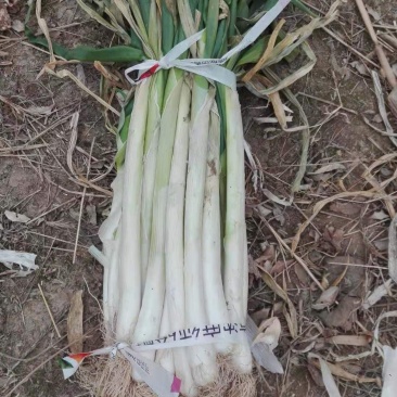 万荣长白大葱（净葱，毛葱）大量上市，欢迎新老客户前来订购