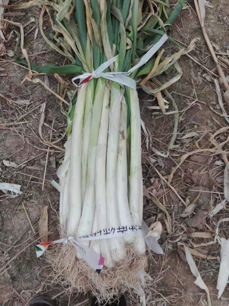 万荣长白大葱（净葱，毛葱）大量上市，欢迎新老客户前来订购