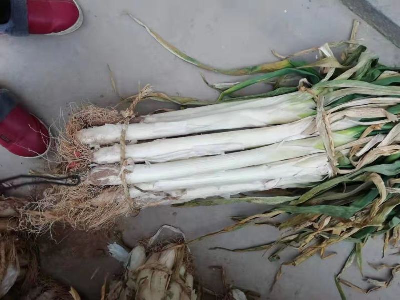 万荣长白大葱（净葱，毛葱）大量上市，欢迎新老客户前来订购