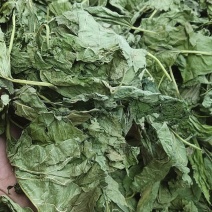 桑叶出售桑叶大量药材泡茶