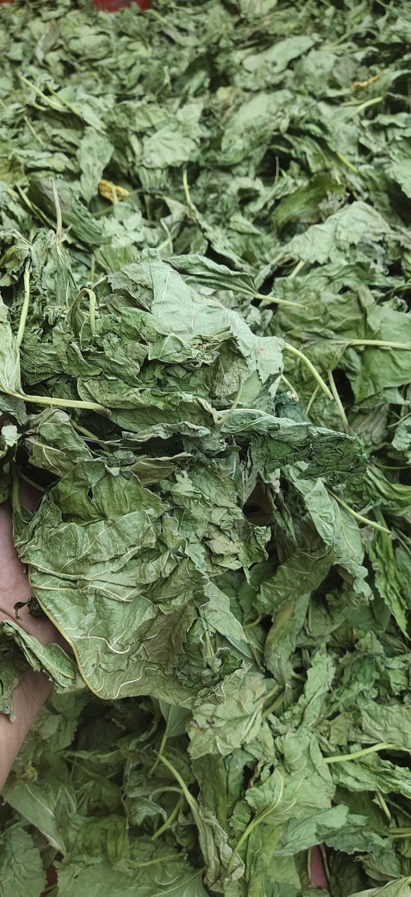 桑叶出售桑叶大量药材泡茶