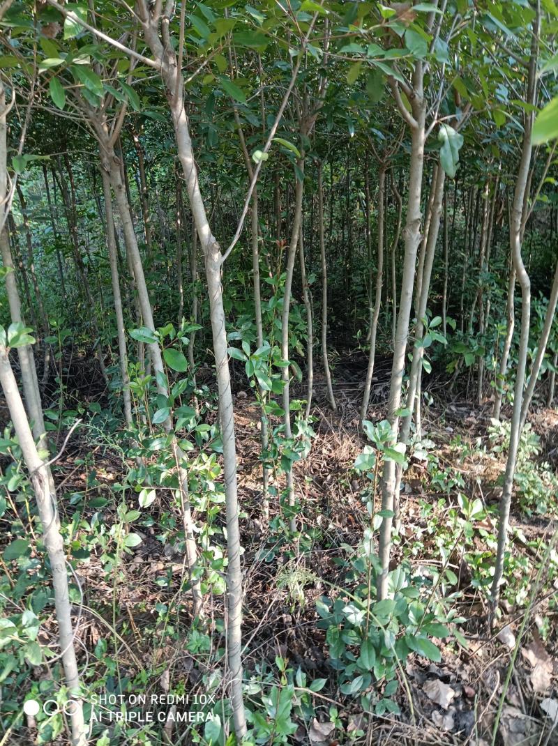 河南南阳桐柏红叶石楠2公分7块自产自销价格优惠