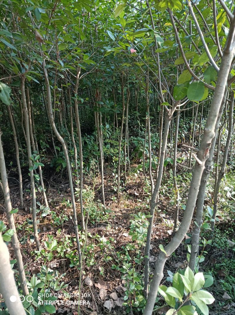 河南南阳桐柏红叶石楠2公分7块自产自销价格优惠