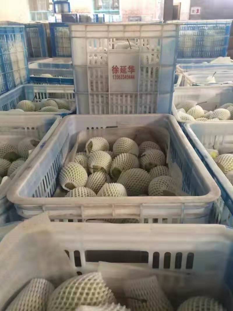 山东长把梨（山东梨）梨产地供应/承接各种订单电商一件代发