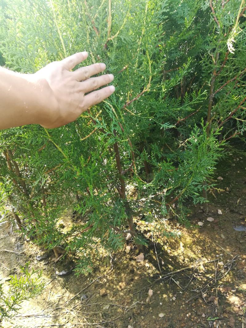 侧柏苗