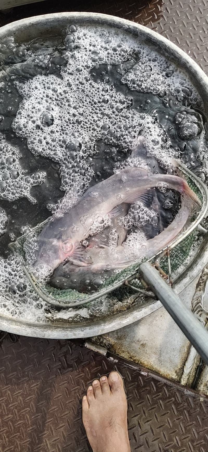 长吻鮠，江团，大塘养殖，