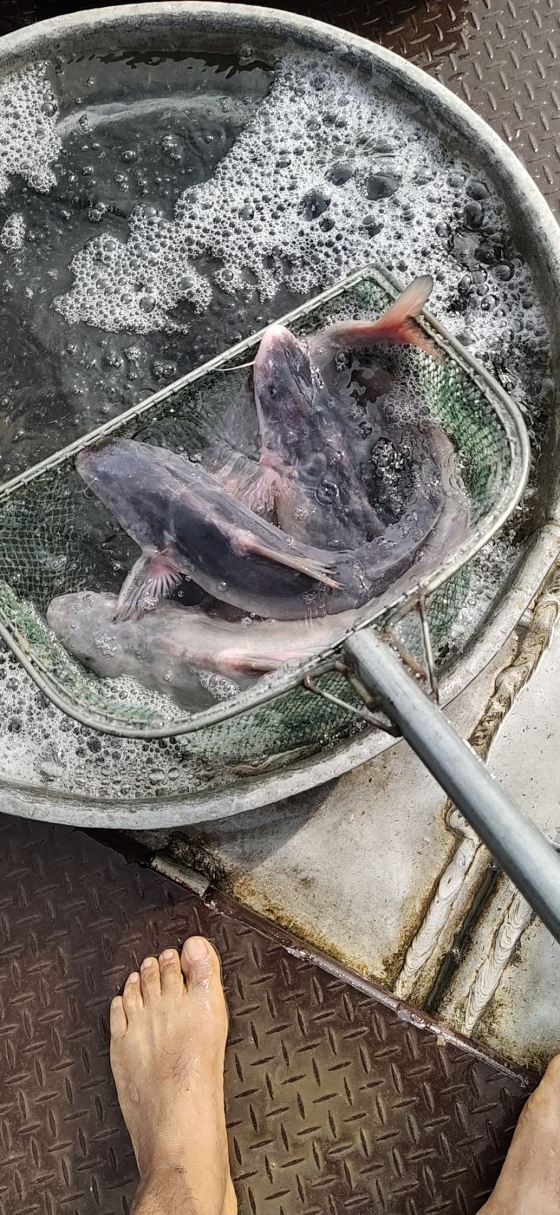 长吻鮠，江团，大塘养殖，