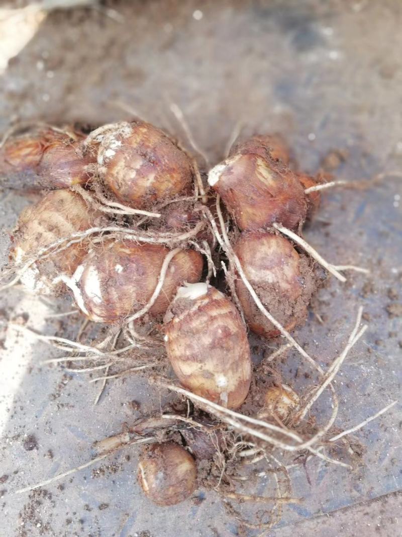 【荐】芋头种子8520豆包货源充足口感香糯全国发货