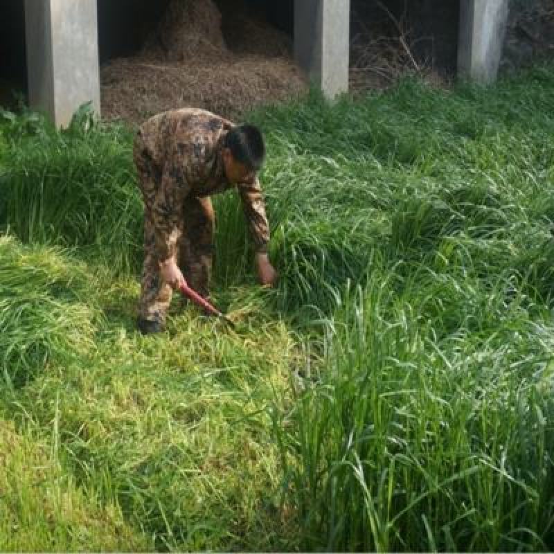 多年生黑麦草种子四季高产常青易生养殖鸡鸭猪牛羊鱼耐寒牧草