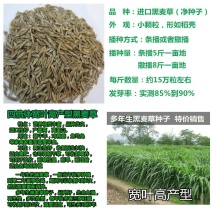 多年生黑麦草种子四季高产常青易生养殖鸡鸭猪牛羊鱼耐寒牧草