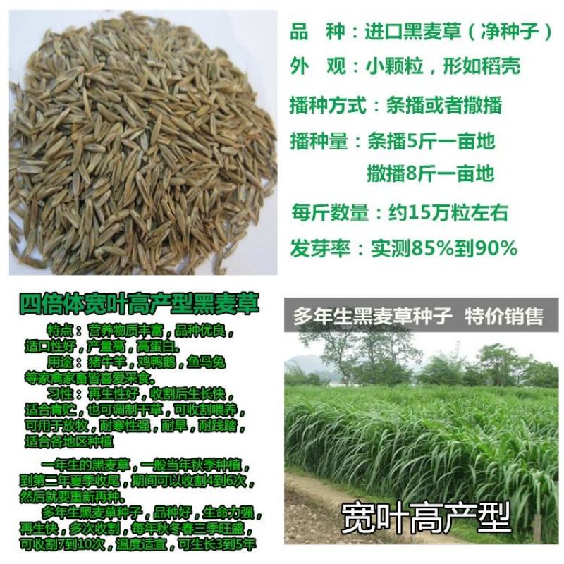 多年生黑麦草种子四季高产常青易生养殖鸡鸭猪牛羊鱼耐寒牧草