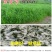 多年生黑麦草种子四季高产常青易生养殖鸡鸭猪牛羊鱼耐寒牧草