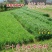 多年生黑麦草种子四季高产常青易生养殖鸡鸭猪牛羊鱼耐寒牧草