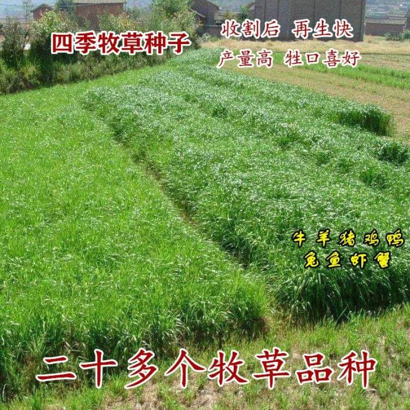 多年生黑麦草种子四季高产常青易生养殖鸡鸭猪牛羊鱼耐寒牧草