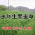 多年生黑麦草种子四季高产常青易生养殖鸡鸭猪牛羊鱼耐寒牧草