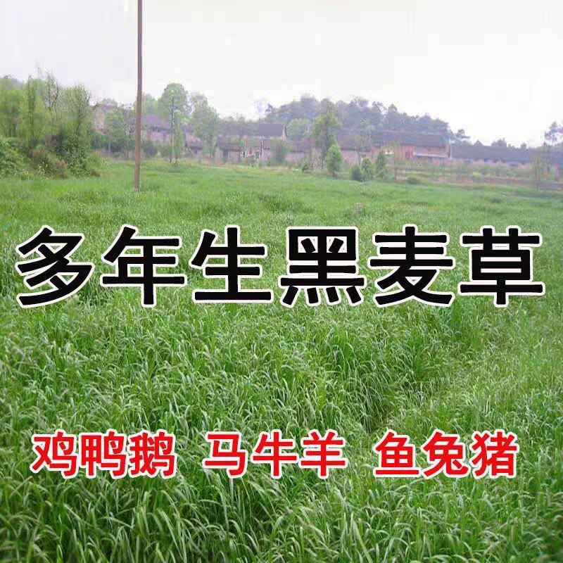 多年生黑麦草种子四季高产常青易生养殖鸡鸭猪牛羊鱼耐寒牧草