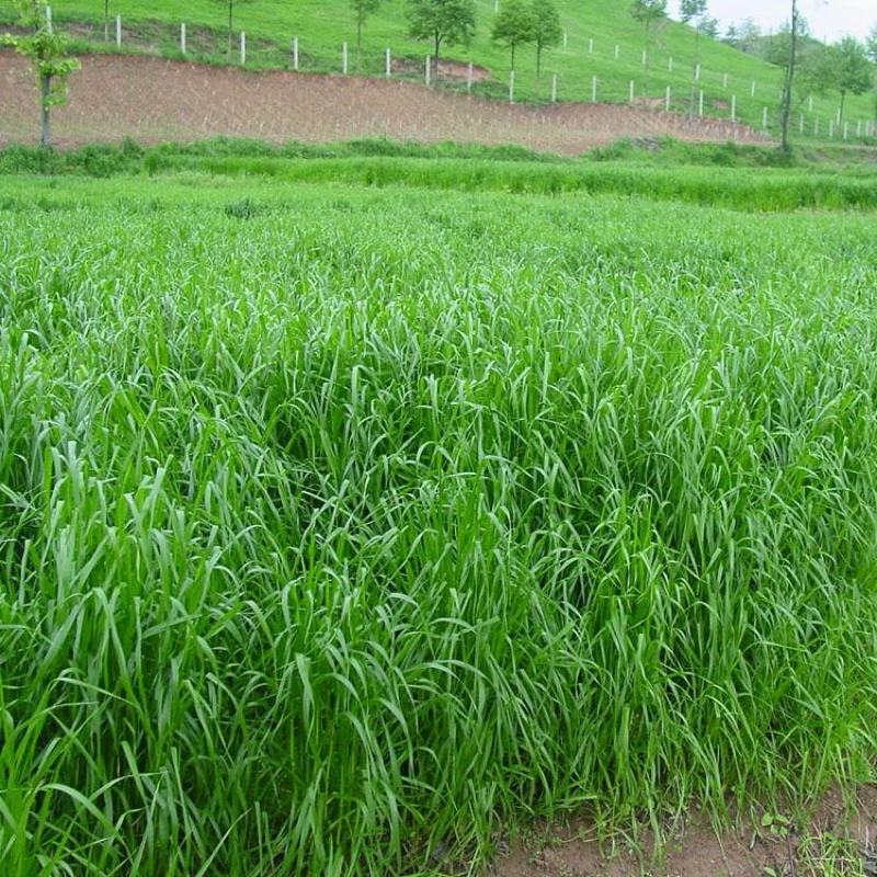 多年生黑麦草种子四季高产常青易生养殖鸡鸭猪牛羊鱼耐寒牧草