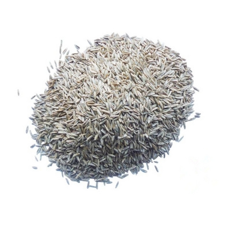 多年生黑麦草种子四季高产常青易生养殖鸡鸭猪牛羊鱼耐寒牧草