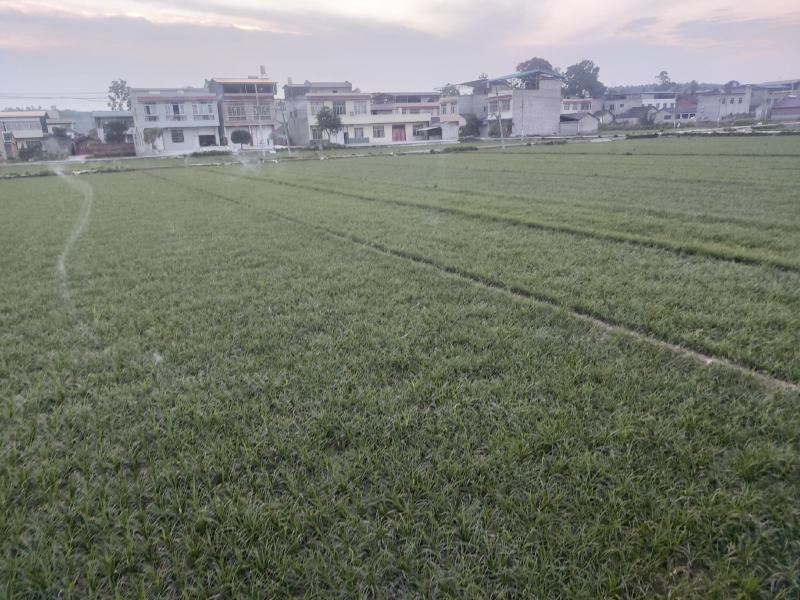【推荐】细叶麦冬苗，绿化草坪美化城市基地直发欢迎合作